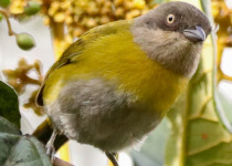 Manu Road and Cusco Birding - 7 Days with Machu Picchu Cusco Birding