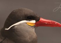Lima Coast Birding: Pantanos de Villa and Pucusana - Half Day with Machu Picchu Cusco Birding