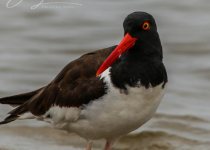 Lima Coast Birding: Pantanos de Villa and Pucusana - Half Day with Machu Picchu Cusco Birding