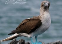 Lima Coast Birding: Pantanos de Villa and Pucusana - Half Day with Machu Picchu Cusco Birding