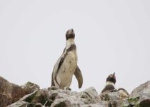 Lima Coast Birding: Pantanos de Villa and Pucusana - Half Day with Machu Picchu Cusco Birding
