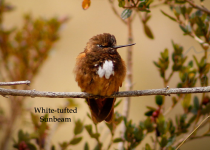 Short Manu Road Birding - 2 Days with Machu Picchu Cusco Birding