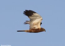 Private Malta Birdwatching with Raymond Galea