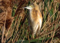 Private Malta Birdwatching with Raymond Galea