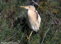 Private Malta Birdwatching with Raymond Galea