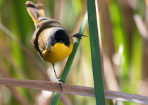 Central Mexico: Michoacan Birding and Culture