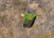 Tres Marias Islands Birding Adventure