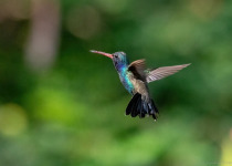 Guerrero Coast and Zihuatanejo Birding
