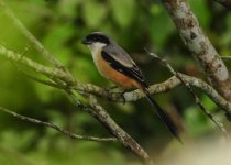 A forest bird perched in the canopy at Bengawan Solo Purba
