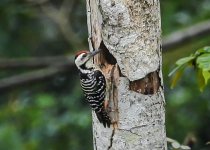 A woodpecker on a tree trunk at Bengawan Solo Purba