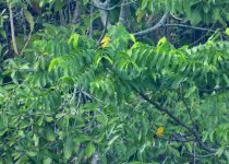 Black-naped Orioles in the forest canopy at Bengawan Solo Purba