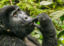 A mountain gorilla observed in a Ugandan forest