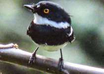 A black-and-white forest bird perched in Uganda