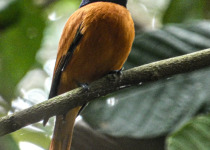 A chestnut and black forest bird perched in Uganda