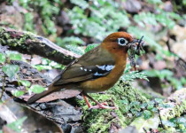 A forest bird carrying prey during a birding trip in Uganda