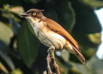 A brown forest bird perched during a birding trip in Uganda