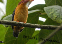 A small forest bird calling from a branch in Uganda