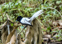 A black-and-white long-tailed forest bird in Uganda