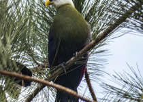 A colourful forest bird perched during a birding trip in Uganda