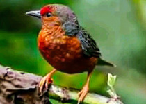 A small red and brown forest bird perched in Uganda