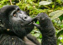 A mountain gorilla observed in a Ugandan forest