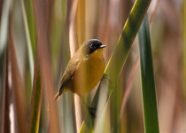 Black-polled Yellowthroat in Michoacan wetland habitat.