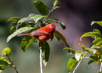 Birding in the highland forests of central Mexico.