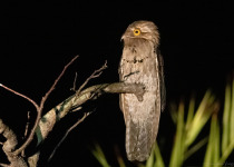 Northern Potoo during a night birding experience.