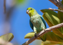 A parrot of western Mexico.