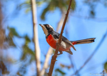 Red-breasted Chat in western Mexico.