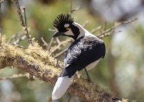Tufted Jay in the mountain forests of western Mexico.