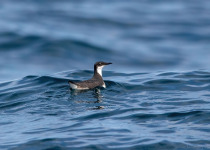 A seabird observed during Pacific island birding.