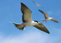 A tern in flight over Mexico's Pacific waters.