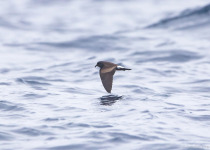 A pelagic bird over the eastern Pacific.