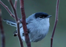 A small bird of Baja California's scrub habitat.