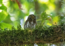 An owl in the forests of northeast Mexico.