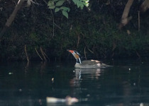 Wetland birding in northeast Mexico.