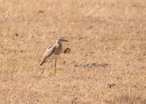 A bird of the open habitats of northeast Mexico.