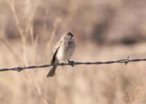 Worthen's Sparrow in northeast Mexico.