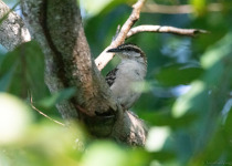 A forest bird of the Guerrero coast.
