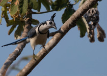 White-throated Magpie-Jay in Pacific lowland habitat.