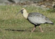 Tierra del Fuego National Park Birding Tour