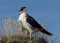 Birding Around Ushuaia