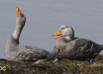 Birding Around Ushuaia