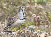 White-bellied Seedsnipe, Magellanic Plover and Woodpecker