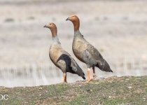 White-bellied Seedsnipe, Magellanic Plover and Woodpecker