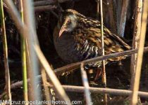 South Patagonia Hooded Grebe Birding Expedition