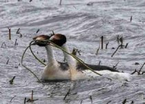 South Patagonia Hooded Grebe Birding Expedition