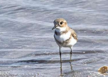 Costanera Sur Nature Reserve Birding Tour