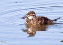 Costanera Sur Nature Reserve Birding Tour
